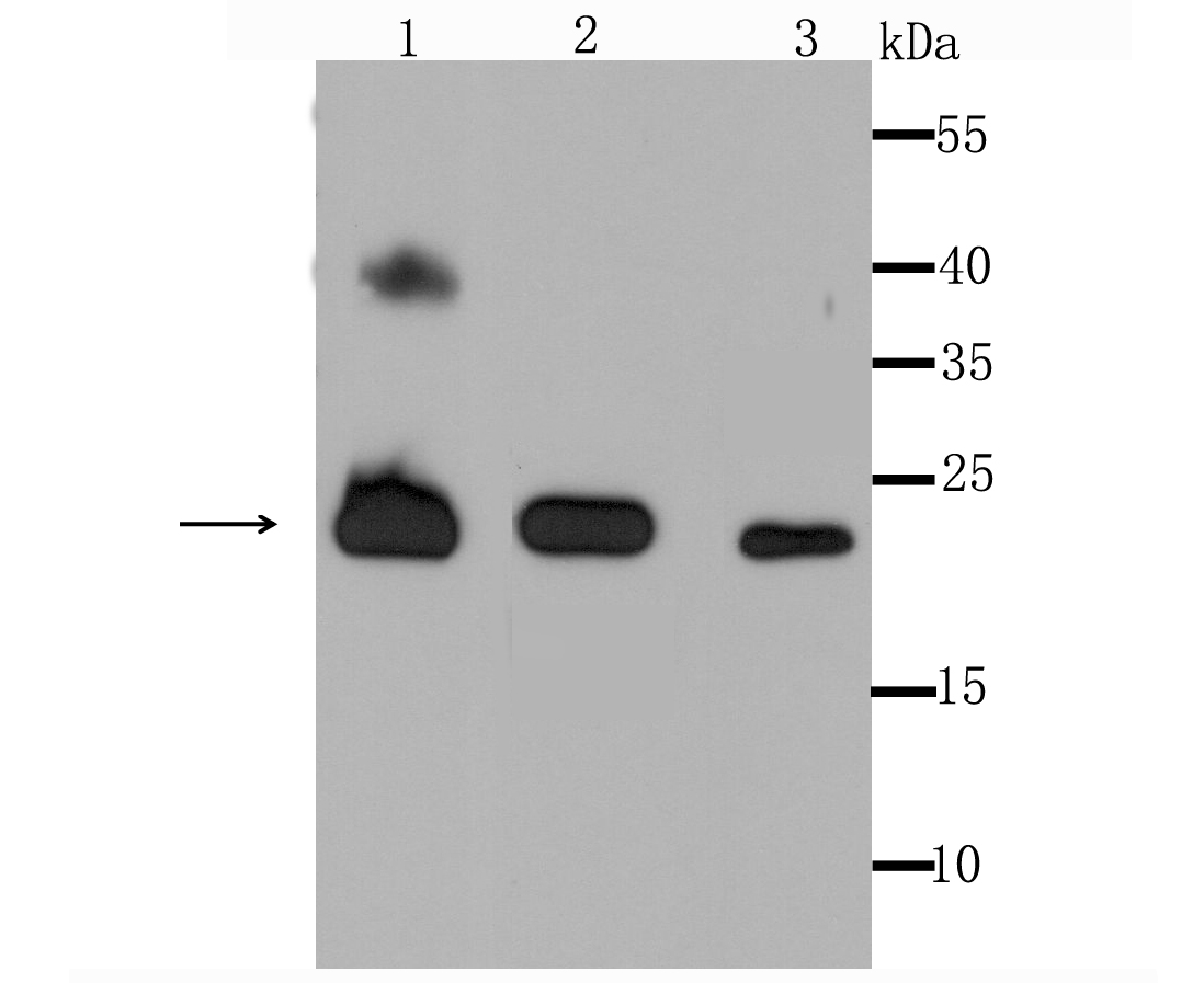 Peroxiredoxin 3 Antibody