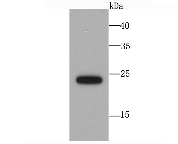 SNAP23 Antibody