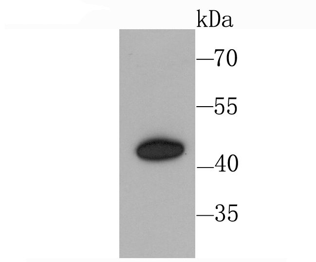CXCR3 Antibody