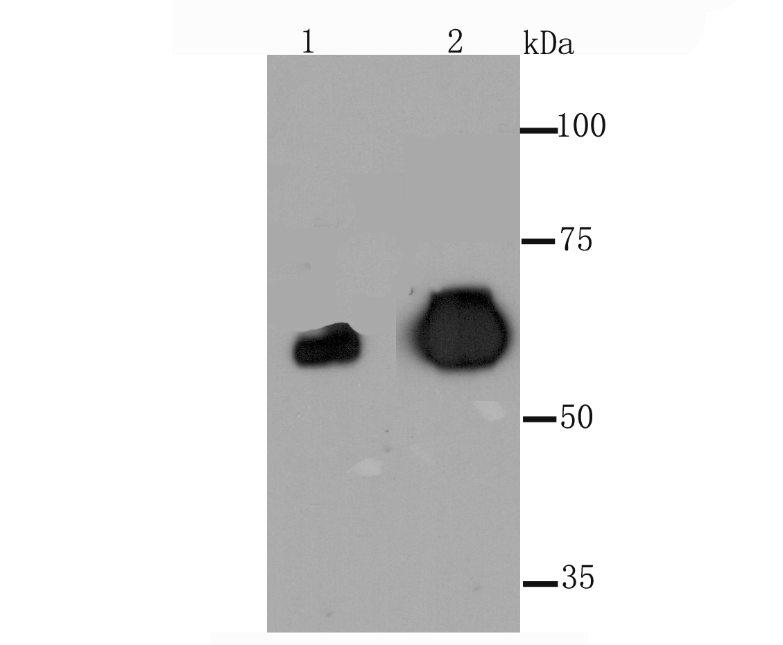 Placental alkaline phosphatase Antibody