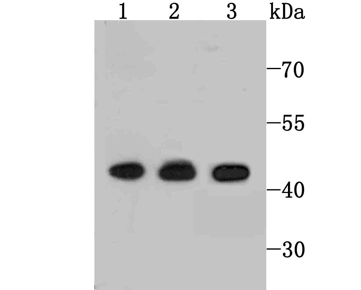 ETS1 Antibody