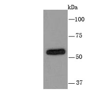 Cytochrome P450 2D6 Antibody