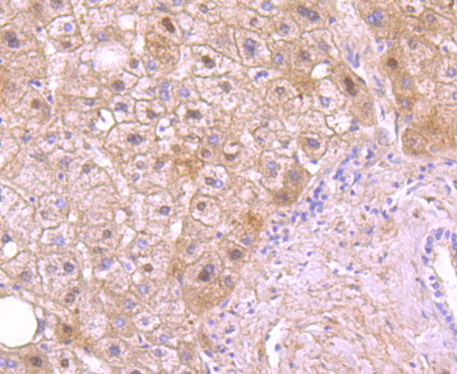 Protein C Antibody