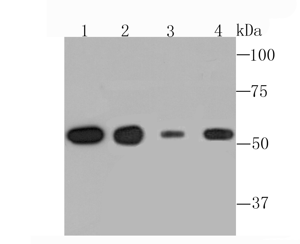 alpha Tubulin 4A Antibody
