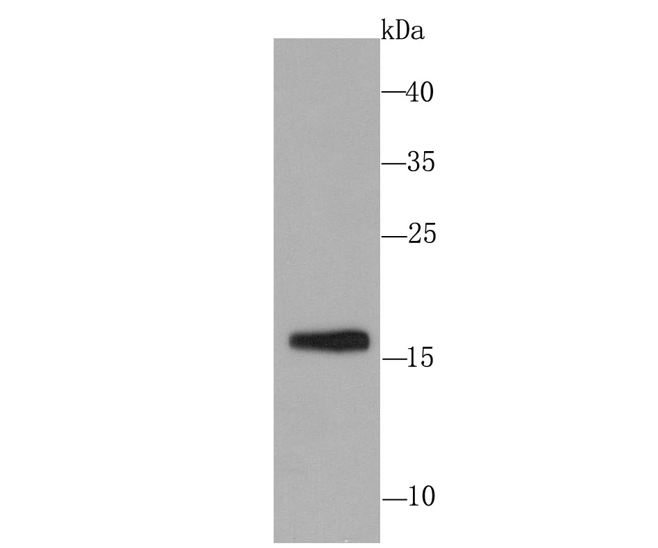 Skp1 Antibody