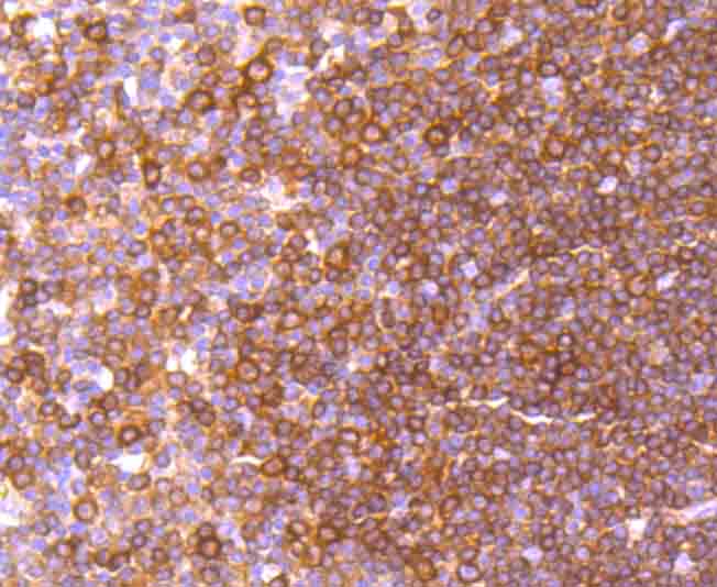 c-Rel Antibody