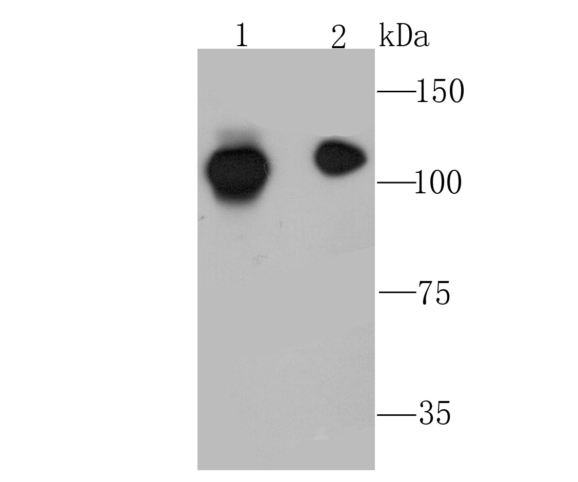 NFkB p100 Antibody
