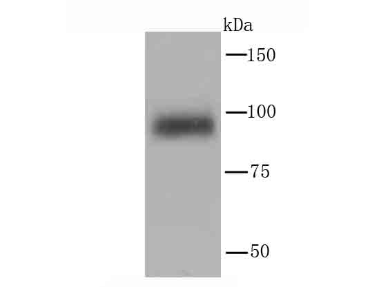 PI 3 Kinase p110 delta Antibody