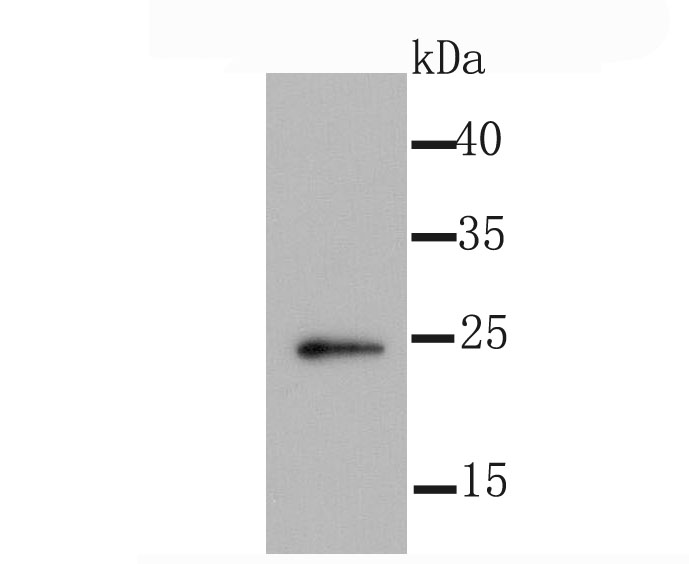 Id1 Antibody