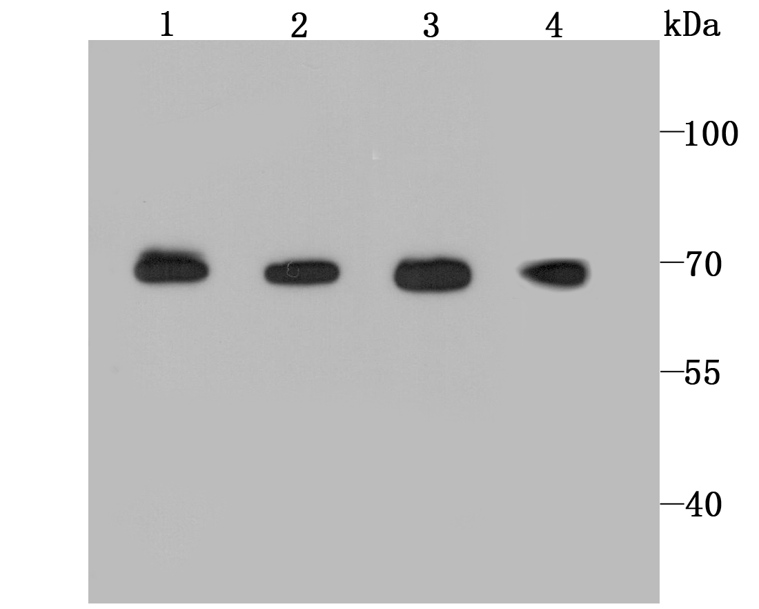 BMAL1 Antibody