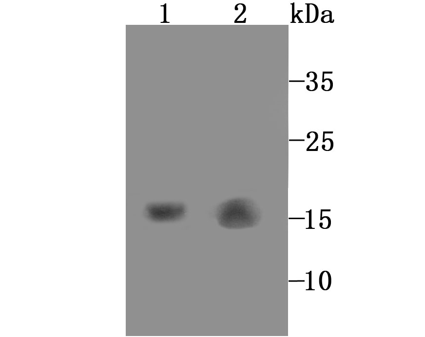 GABARAP Antibody