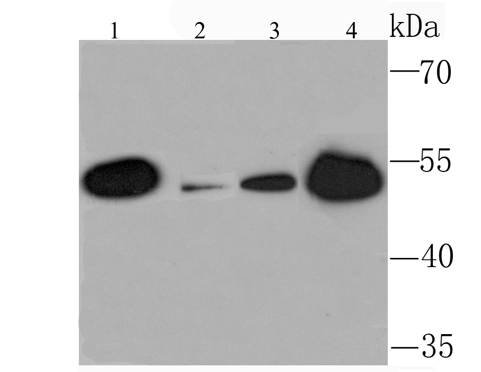 KMT5A/SETD8/Pr-SET7 Antibody