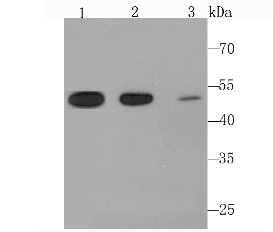 Angiopoietin 2 Antibody