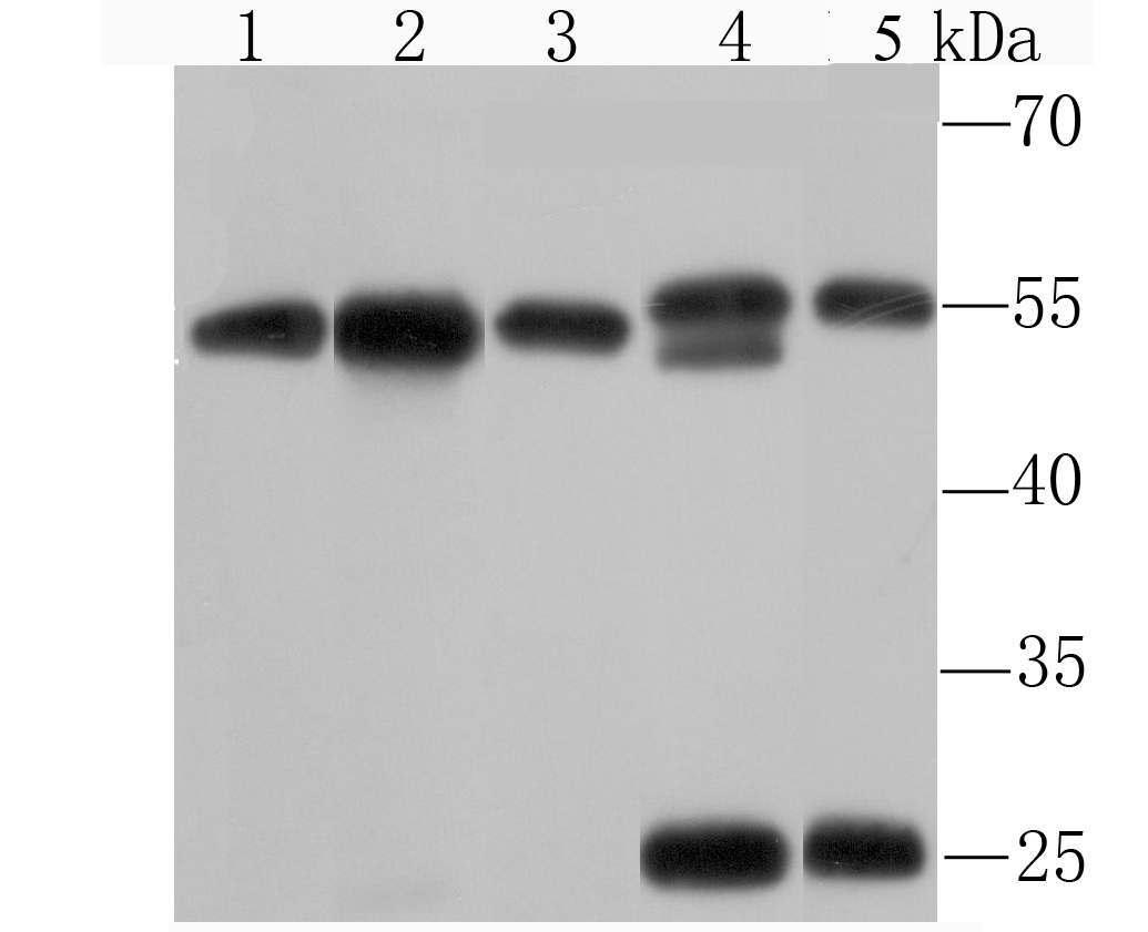KPNA2 Antibody