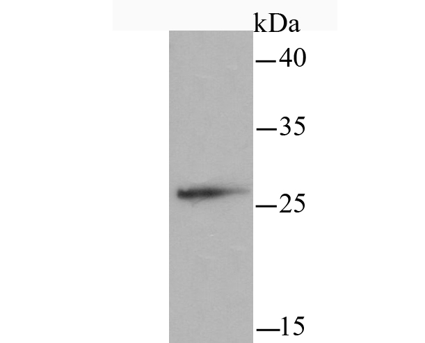 mtTFA Antibody