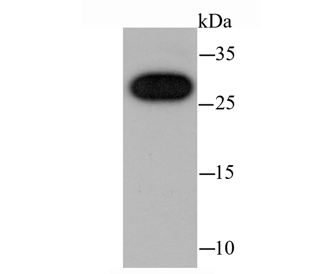 cbx7 Antibody