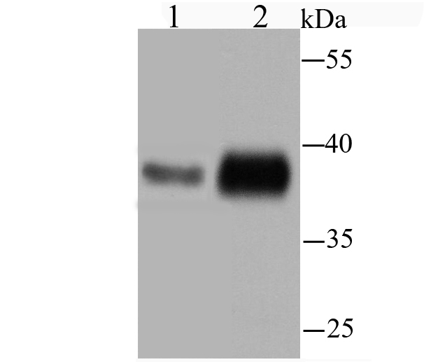TMEM173 Antibody