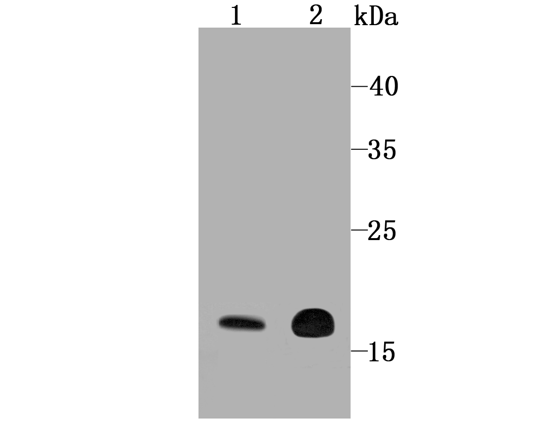 Cyclophilin F Antibody