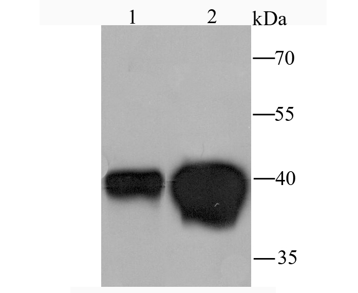 MVP Antibody