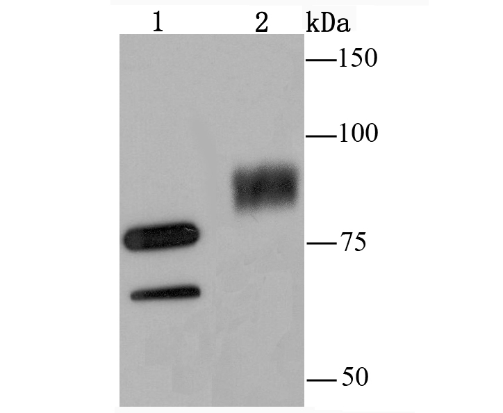 SAE2/ UBA2 Antibody