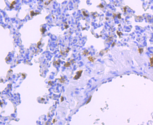 Iba1 Antibody