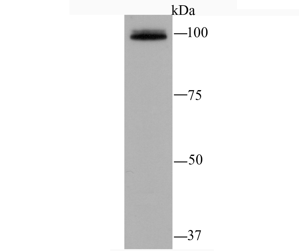 Epac1 Antibody