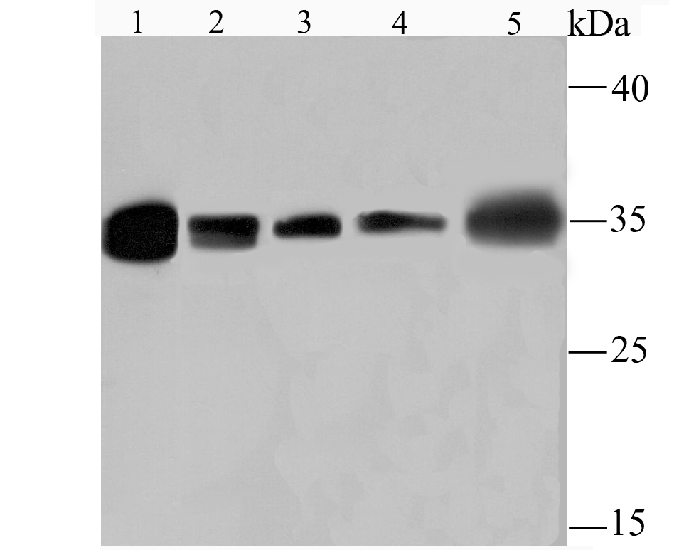 HuR ELAVL1 Antibody