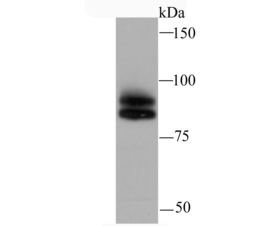 Cullin 1 Antibody