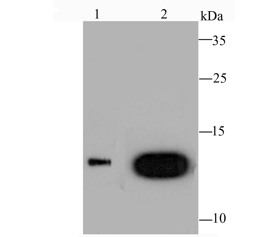 Galectin 1 Antibody