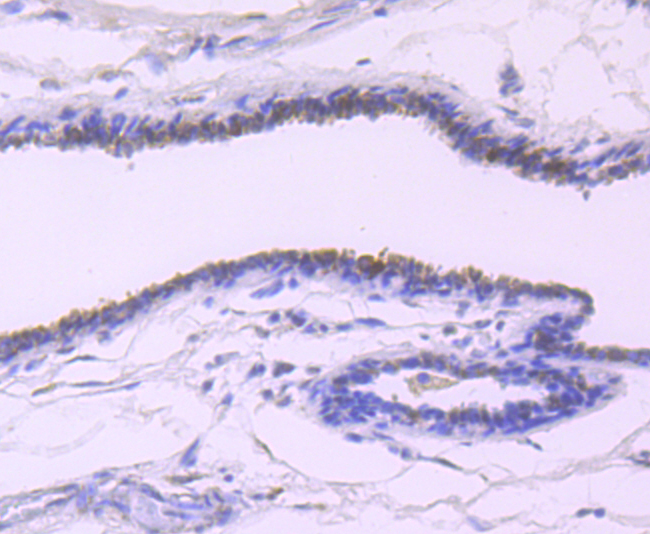 Estrogen Inducible Protein pS2 Antibody