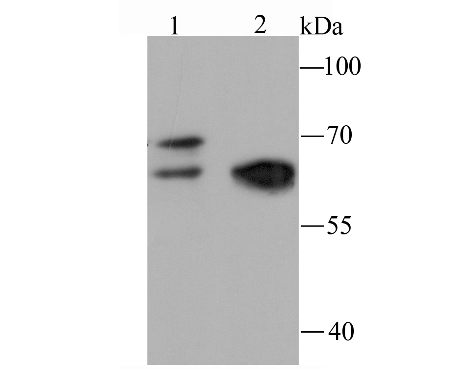 NRF1 Antibody