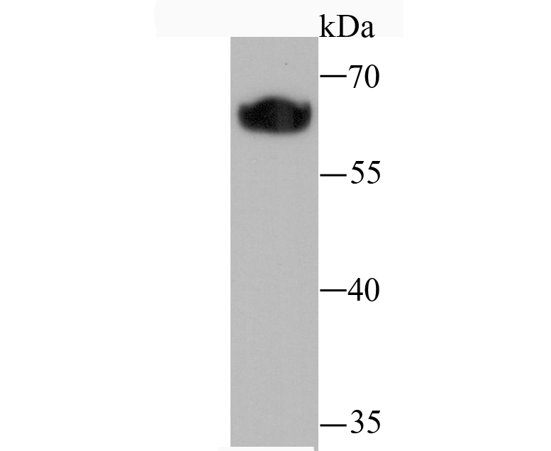 Klotho Antibody