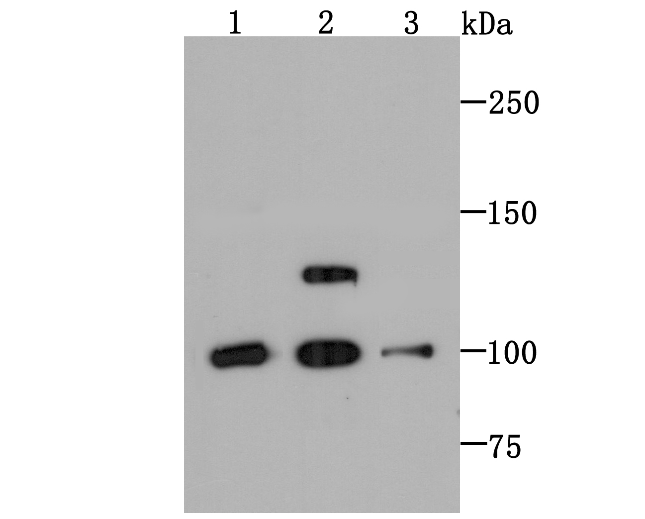 PSD93 Antibody