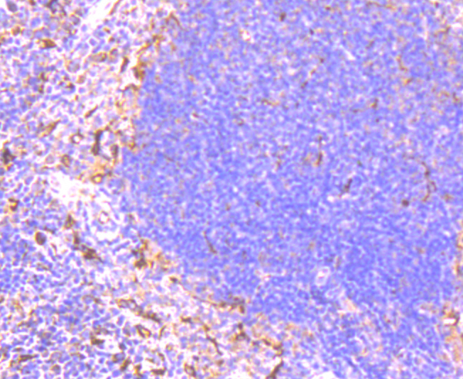 TLR2 Antibody