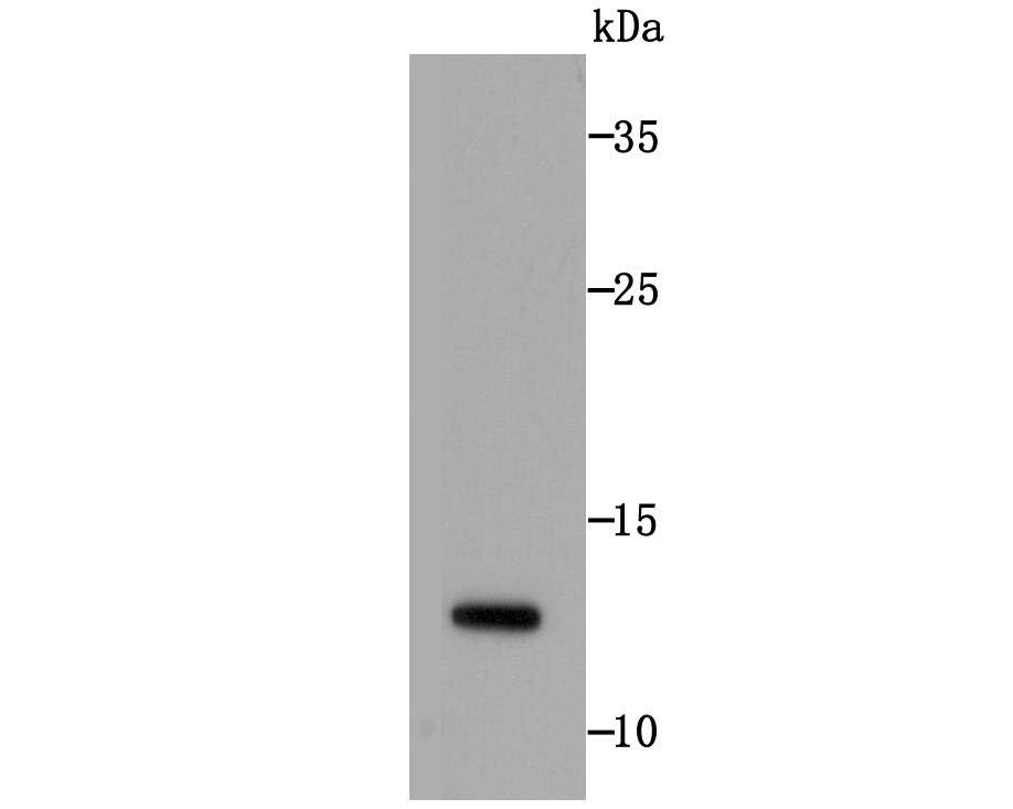 Histone H2A.X Antibody