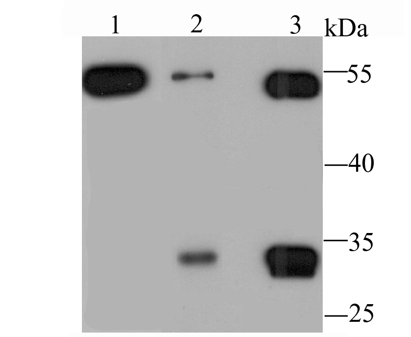 MMP3 Antibody