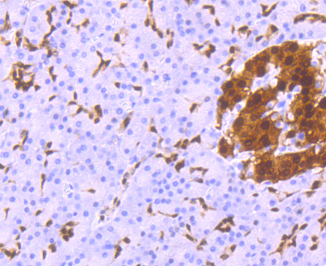 PDX1 Antibody