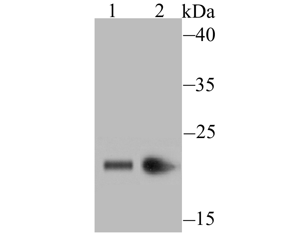 HP1 gamma Antibody
