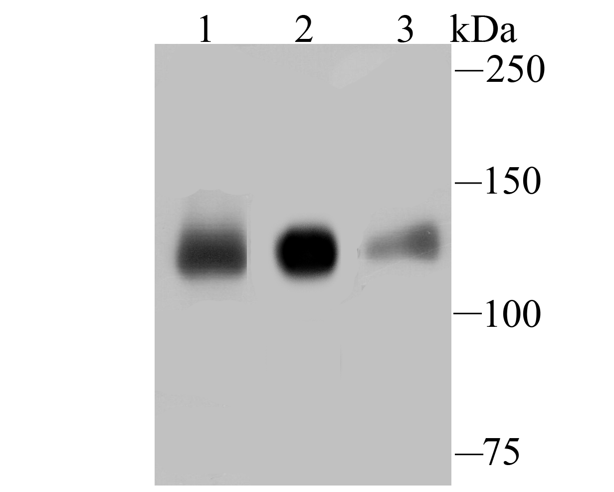 Eg5 Antibody