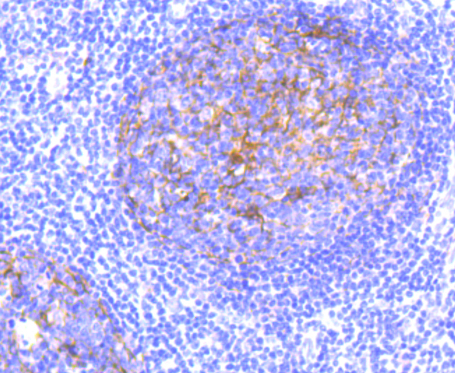 CD11b Antibody