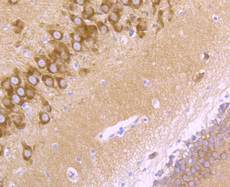 GluR2 Antibody