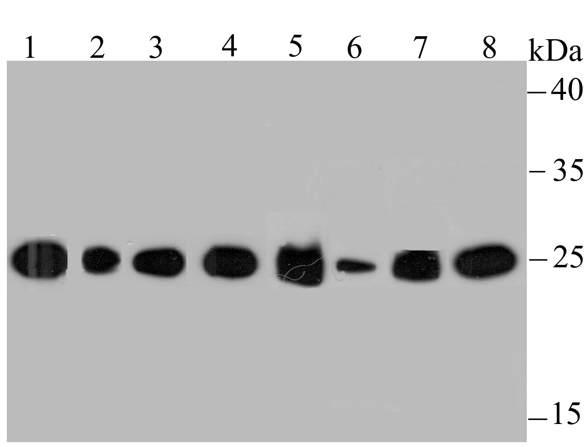 HPRT Antibody