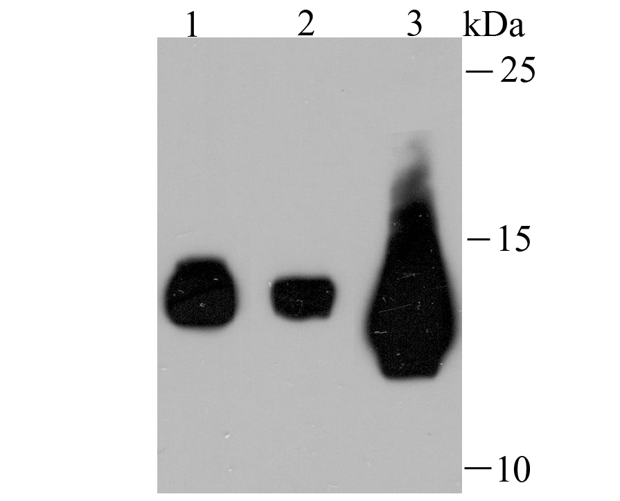 Fragilis Antibody