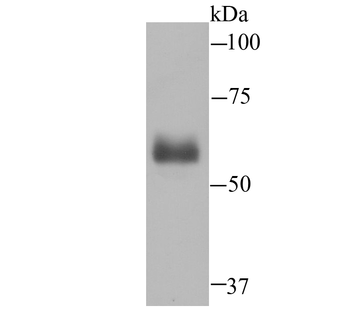 Hemopexin Antibody