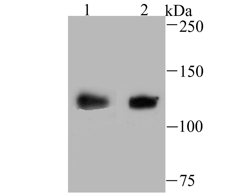 USP10 Antibody