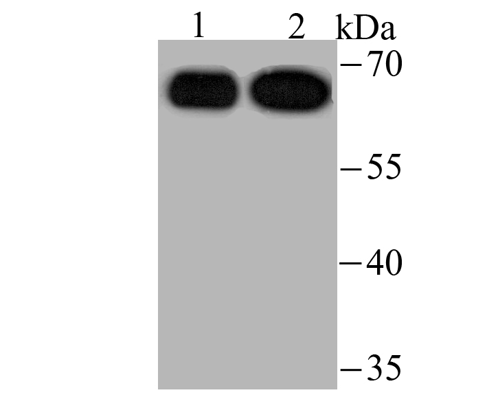 USP22 Antibody