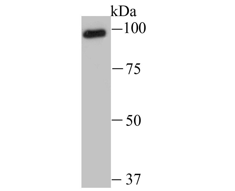 USP13 Antibody