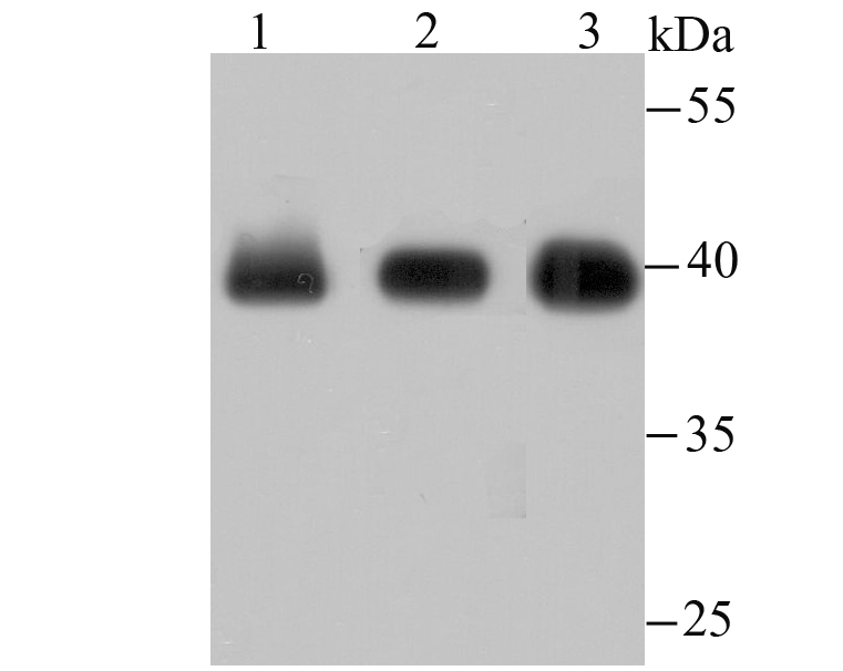 macroH2A.1 Antibody