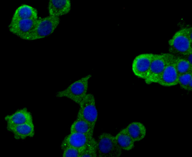 Plexin A1 Antibody