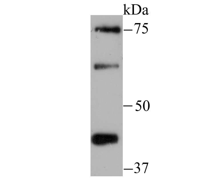 Zyxin Antibody